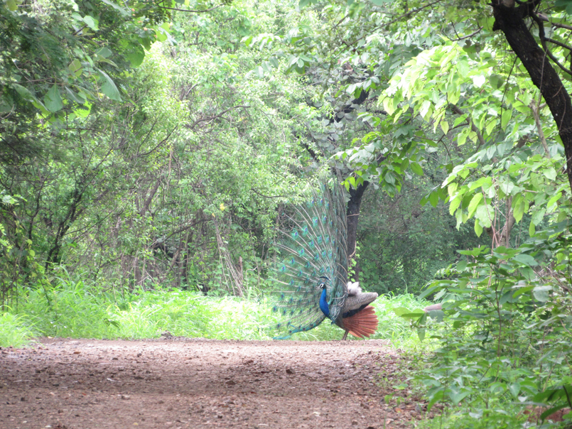 CSR Impact: Tata Motors Pune project turns barren land into a recreational attraction