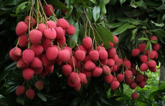 Coca-Cola India, DeHaat, NRCL and Kedia Fresh partner to launch 'Unnati Litchi'