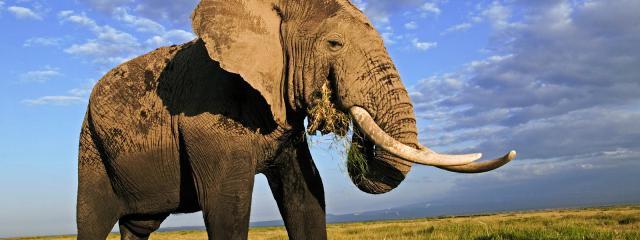 Pernod Ricard India Foundation and WWF India join hands to safeguard wild elephants in Assam