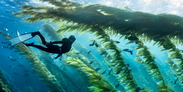 Talisker Single Malt Scotch Whisky joins hands with Parley for The Oceans to protect the health of underwater forests