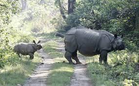 Three rehabilitated rhino calves get ready to go back to the wild in Manas