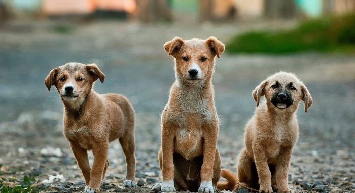 Wiggles organises dog feeding drive on World Food Day; donates 900 kg dry food