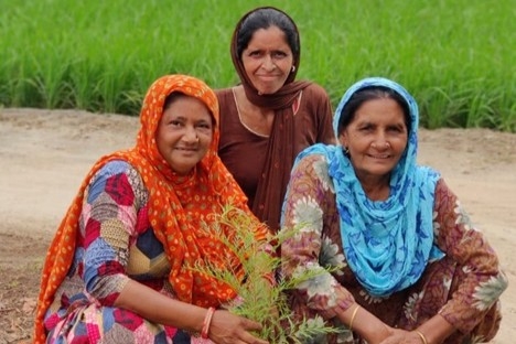 The Billion Tree Project: Punjab Greener By 3 Million Trees