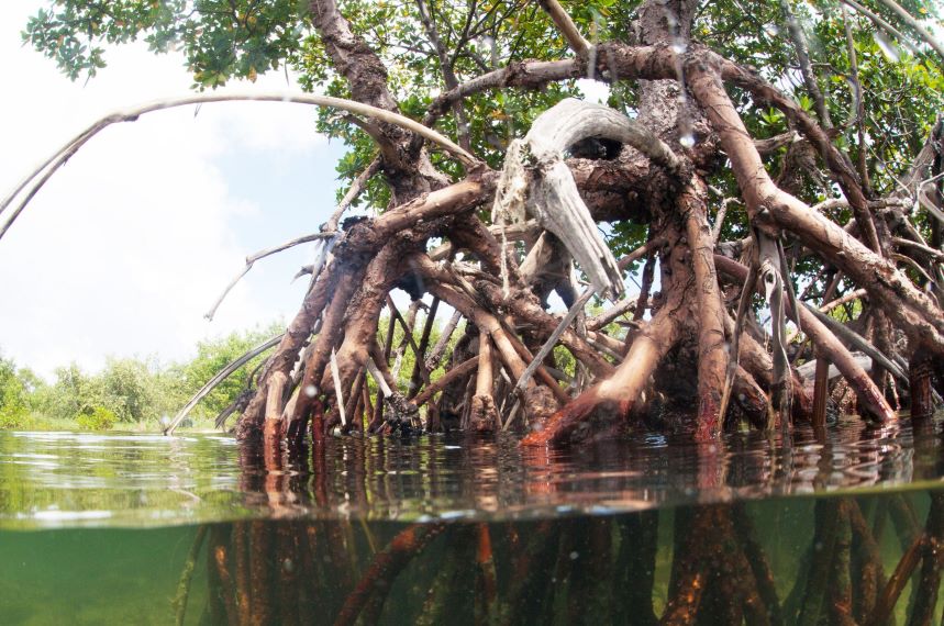 Godrej & Boyce Launches 5th Phase Of Its Mangrove Conservation Campaign