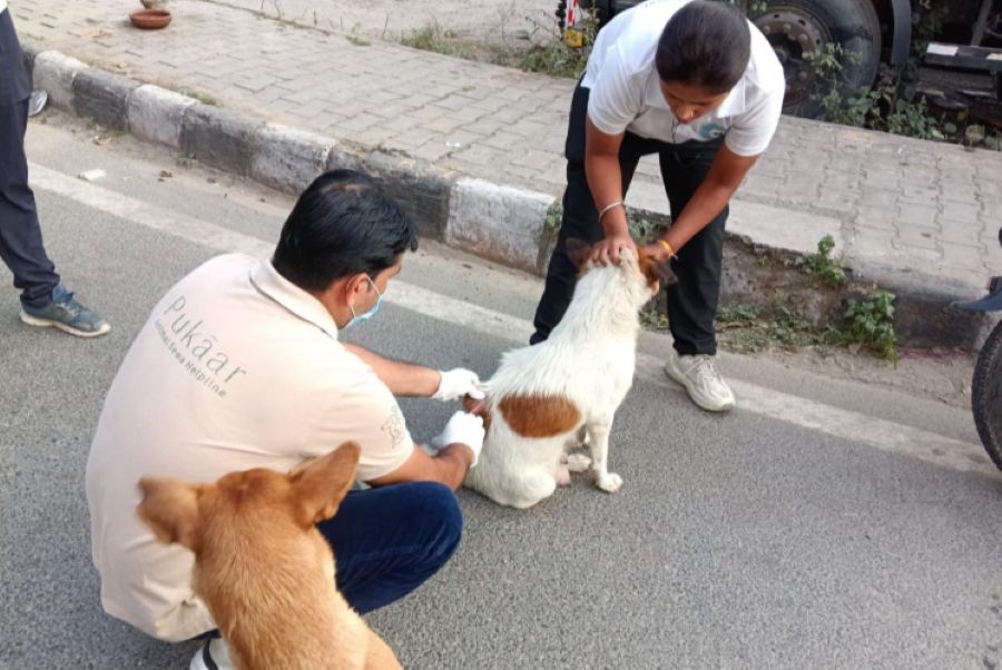 Pukaar Animal Sewa Helpline Expands Across Delhi NCR, Completes 1,500+ Rescues in Six Months