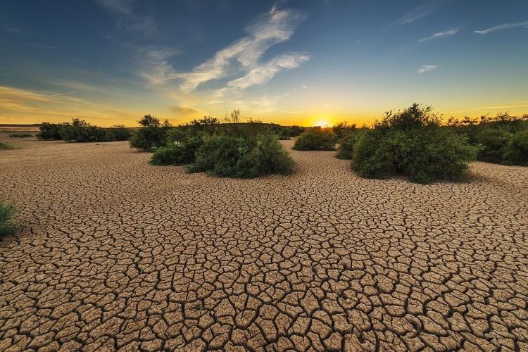 Godrej Partners With Bhamla Foundation To Raise Awareness About Land Degradation