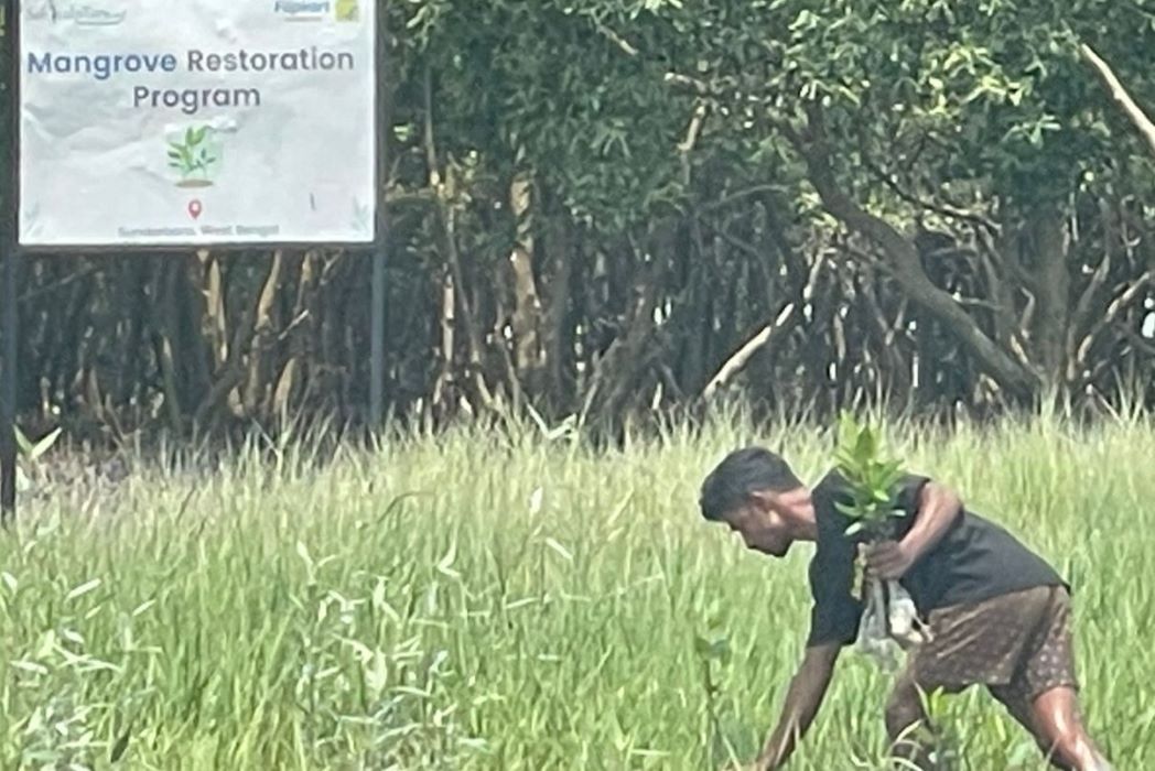 Flipkart And Sankalptaru Join Forces To Restore Mangrove Ecosystem In Sundarbans