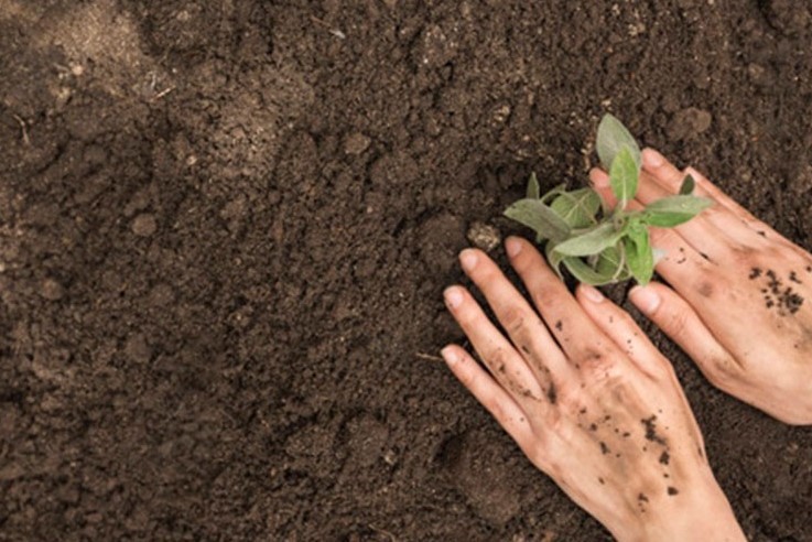 CEAT Launches Tree Plantation Drive In Maharashtra